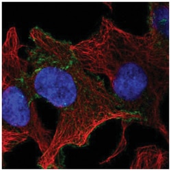 CELSR1 Antibody, Novus Biologicals:Antibodies:Primary Antibodies