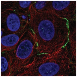 CELSR1 Antibody, Novus Biologicals 25 &mu;L, Unlabeled:Antibodies, Polyclonal