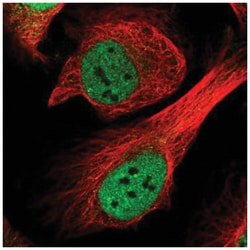 CENPF Antibody, Novus Biologicals:Antibodies:Primary Antibodies