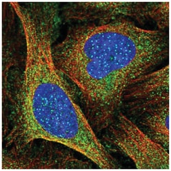 CENPI Antibody, Novus Biologicals:Antibodies:Primary Antibodies