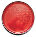 BD BBL™ Prepared Plated Media: CDC Anaerobe 5% Sheep Blood Agar