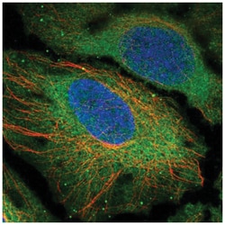 CENPM Antibody, Novus Biologicals 25 &mu;L, Unlabeled:Antibodies, Polyclonal