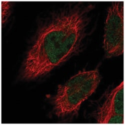 CENPN Antibody, Novus Biologicals:Antibodies:Primary Antibodies