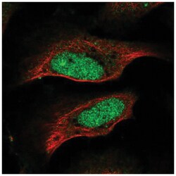 CENPP Antibody, Novus Biologicals:Antibodies:Primary Antibodies