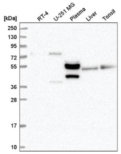 CENPT Antibody, Novus Biologicals:Antibodies:Primary Antibodies