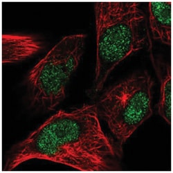 CENPW Antibody, Novus Biologicals 100&mu;L; Unlabeled:Antibodies, Polyclonal