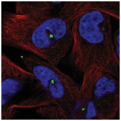 Centrin 3 Antibody, Novus Biologicals 25 &mu;L; Unconjugated:Antibodies,