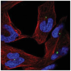CEP290 Antibody, Novus Biologicals 25 &mu;L, Unlabeled:Antibodies, Polyclonal