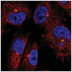 CEP350 Antibody, Novus Biologicals:Antibodies:Primary Antibodies