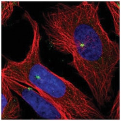 cGAS Antibody, Novus Biologicals:Antibodies:Primary Antibodies