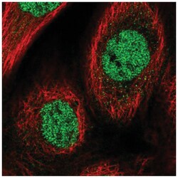 CHRAC1 Antibody, Novus Biologicals:Antibodies:Primary Antibodies