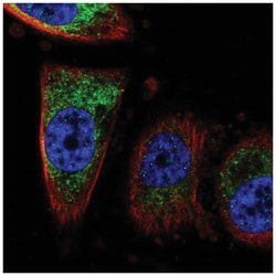 CISD1 Antibody, Novus Biologicals 25 &mu;L, Unlabeled:Antibodies, Polyclonal