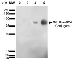 Citrulline Antibody (6C2.1), Novus Biologicals:Antibodies:Primary Antibodies