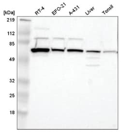 CKAP4/p63 Antibody, Novus Biologicals 25 &mu;L | Buy Online | Novus Biologicals | Fisher Scientific