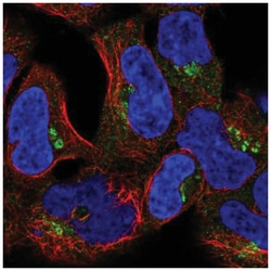 CLASP2 Antibody, Novus Biologicals:Antibodies:Primary Antibodies