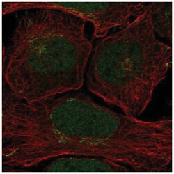 Claspin Antibody, Novus Biologicals:Antibodies:Primary Antibodies