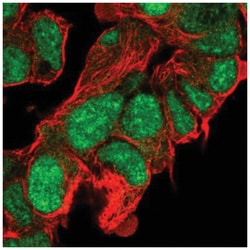 CLASRP Antibody, Novus Biologicals:Antibodies:Primary Antibodies