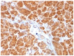 Clathrin light chain Mouse anti-Human, Clone-SPM174, Novus Biologicals