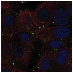 Claudin-9 Antibody, Novus Biologicals:Antibodies:Primary Antibodies