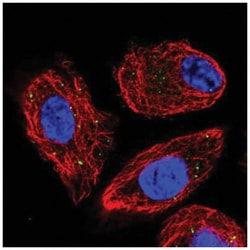 CLCN4 Antibody, Novus Biologicals:Antibodies:Primary Antibodies