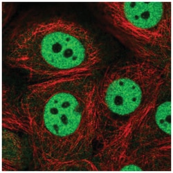 cleavage stimulation factor Antibody, Novus Biologicals:Antibodies:Primary