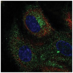 CLEC14A Antibody, Novus Biologicals 100&mu;L; Unlabeled:Antibodies, Polyclonal