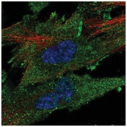 CLIC2 Antibody, Novus Biologicals:Antibodies:Primary Antibodies