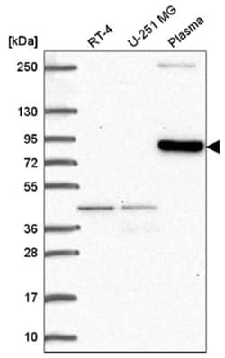 CLIP4 Antibody, Novus Biologicals 100&mu;L; Unlabeled:Antibodies, Polyclonal