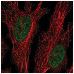 CLK2 Antibody, Novus Biologicals:Antibodies:Primary Antibodies