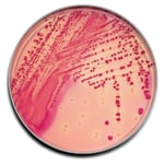 BD BBL™ Prepared Plated Media: MacConkey II Agar