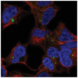 CLPTM1 Antibody, Novus Biologicals 100&mu;L; Unlabeled:Antibodies, Polyclonal