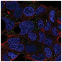 CNNM2 Antibody, Novus Biologicals:Antibodies:Primary Antibodies