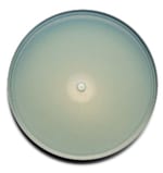 BD BBL™ Prepared Plated Media: Mueller Hinton Agar with 5% Sheep Blood
