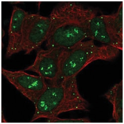 CNTNAP5 Antibody, Novus Biologicals:Antibodies:Primary Antibodies