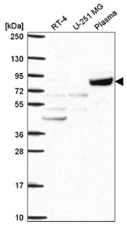 COG2 Antibody, Novus Biologicals:Antibodies:Primary Antibodies