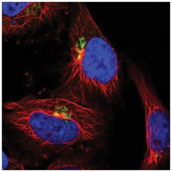 COG5 Antibody, Novus Biologicals 100&mu;L; Unlabeled:Antibodies, Polyclonal