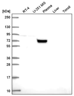 COG7 Antibody, Novus Biologicals:Antibodies:Primary Antibodies
