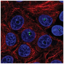Coilin Antibody, Novus Biologicals 100&mu;L; Unlabeled:Antibodies, Polyclonal