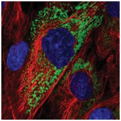 COL11A1 Antibody, Novus Biologicals:Antibodies:Primary Antibodies