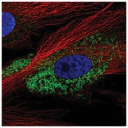 COL1A2 Antibody, Novus Biologicals 25 &mu;L, Unlabeled:Antibodies, Polyclonal