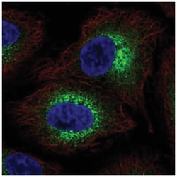 COL4A6 Antibody, Novus Biologicals:Antibodies:Primary Antibodies