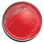 BD BBL™ Prepared Plated Media: Phenylethyl Alcohol Agar with 5% Sheep Blood