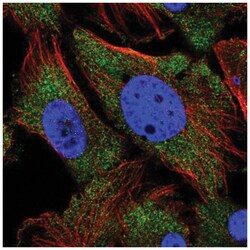 Collybistin/ARHGEF9 Antibody, Novus Biologicals:Antibodies:Primary Antibodies