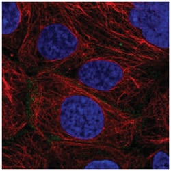 Connexin 31/GJB3 Antibody, Novus Biologicals:Antibodies:Primary Antibodies