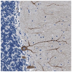 Connexin 46/GJA3 Antibody, Novus Biologicals 25 &mu;L, Unlabeled:Antibodies,