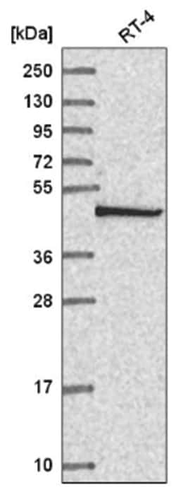 COP9 Antibody, Novus Biologicals:Antibodies:Primary Antibodies