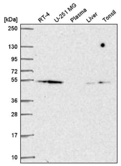 COP9 signalosome complex subunit 2 Antibody, Novus Biologicals:Antibodies:Primary