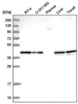 COPS4 Antibody, Novus Biologicals:Antibodies:Primary Antibodies