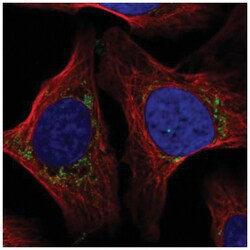 COX7A2L Antibody, Novus Biologicals:Antibodies:Primary Antibodies