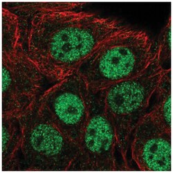 CPSF1 Antibody, Novus Biologicals:Antibodies:Primary Antibodies